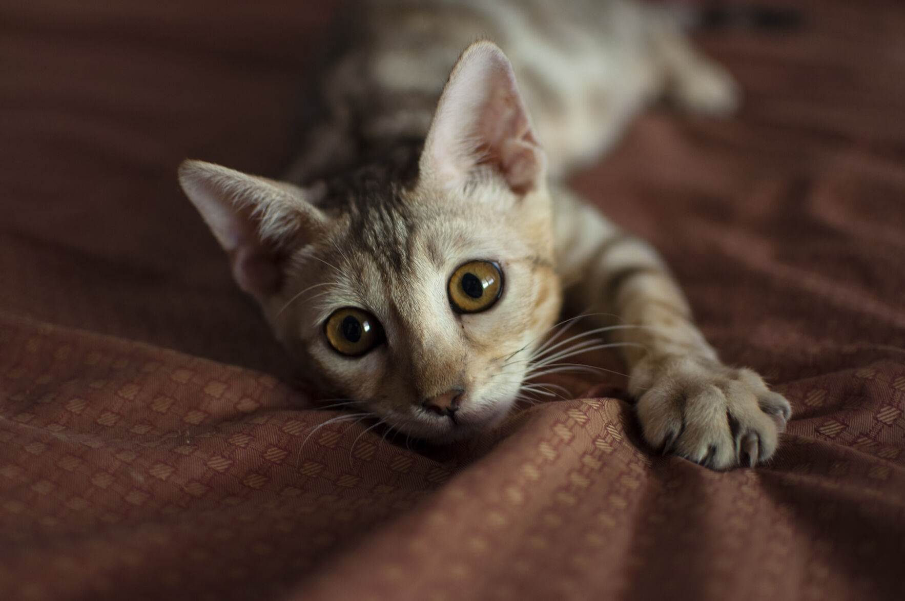 cat